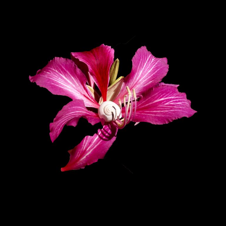 Intimate Conversations-The Desert Snail and Hong Kong Orchid